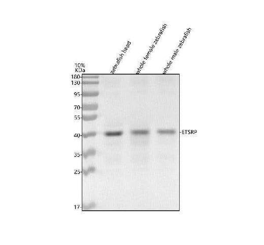 Anti-Zebrafish ETSRP Antibody Picoband® Boster Bio