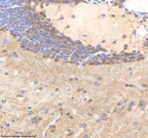 Anti-Zebrafish POLR2D Antibody Boster Bio