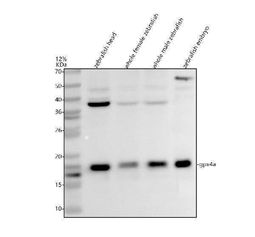Anti-Zebrafish GPX4A Antibody Picoband® Boster Bio