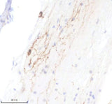 Anti-Zebrafish TPH2 Antibody Boster Bio