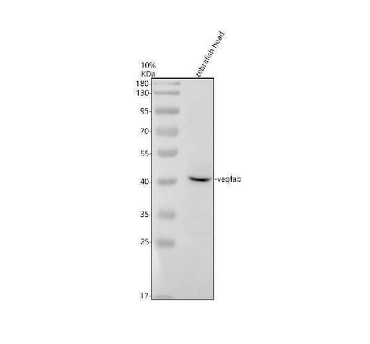Anti-Zebrafish VEGFAB Antibody Picoband® Boster Bio