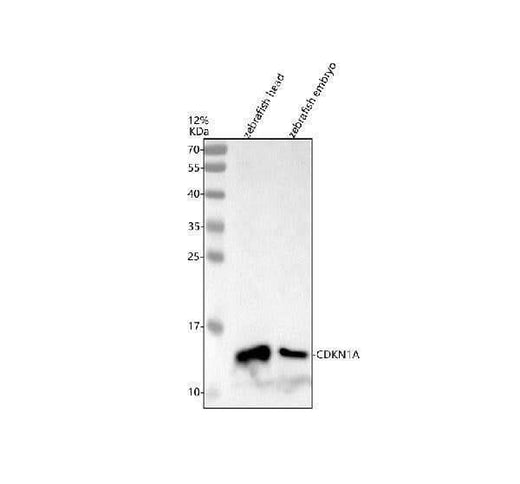 Anti-Zebrafish p21/CDKN1A Antibody Picoband® Boster Bio