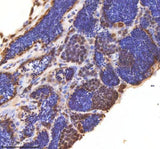 Anti-Zebrafish ASH2L Antibody Boster Bio
