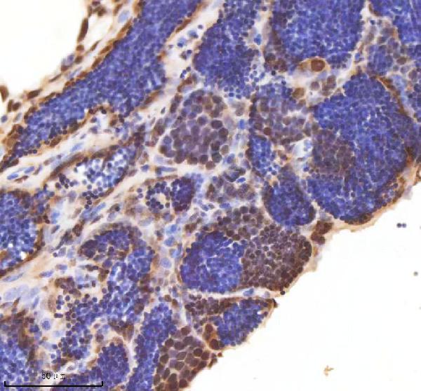 Anti-Zebrafish ASH2L Antibody Boster Bio