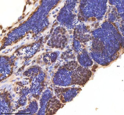 Anti-Zebrafish ASH2L Antibody Boster Bio