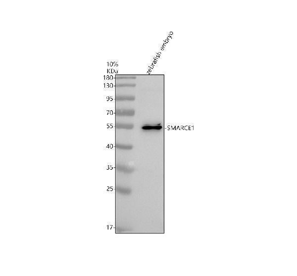 Anti-Zebrafish SMARCE1 Antibody Picoband® Boster Bio