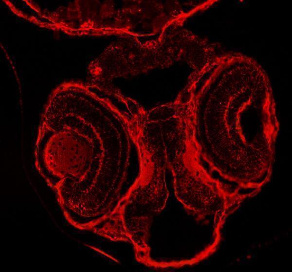 Anti-Zebrafish DNM1a/b Antibody Boster Bio