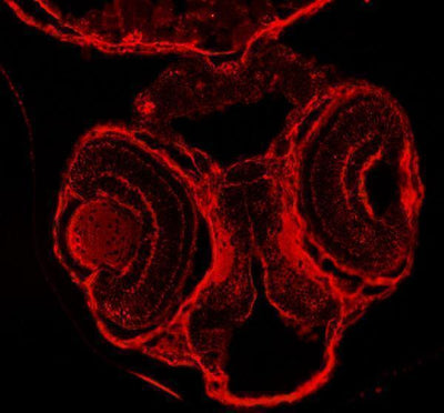 Anti-Zebrafish DNM1a/b Antibody Boster Bio
