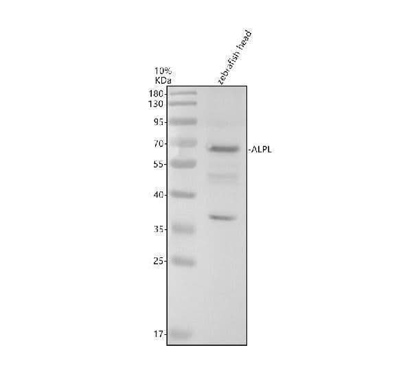 Anti-Zebrafish ALPL Antibody Picoband® Boster Bio