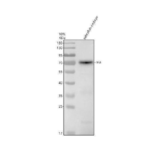 Anti-Zebrafish NF-κB p65/RELA Antibody Picoband® Boster Bio