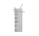 Anti-Zebrafish MADD Antibody Picoband® Boster Bio