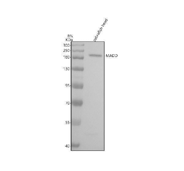 Anti-Zebrafish MADD Antibody Picoband® Boster Bio