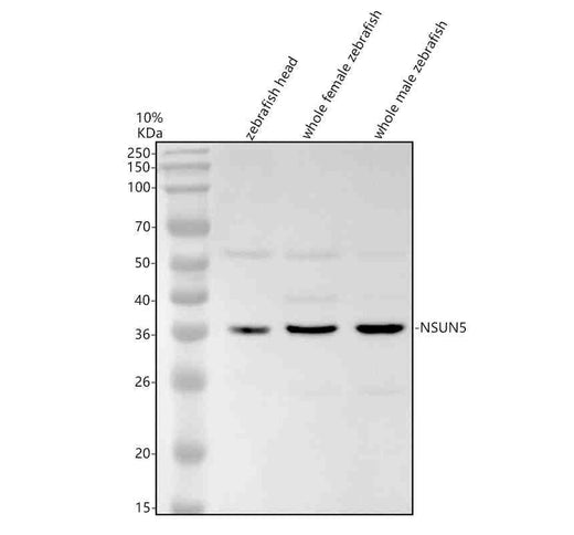 Anti-Zebrafish NSUN5 Antibody Picoband®