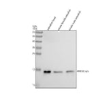 Anti-Zebrafish PPP3R1a/b Antibody Picoband® Boster Bio