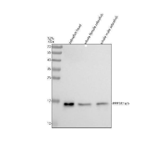 Anti-Zebrafish PPP3R1a/b Antibody Picoband® Boster Bio
