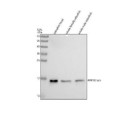 Anti-Zebrafish PPP3R1a/b Antibody Picoband® Boster Bio