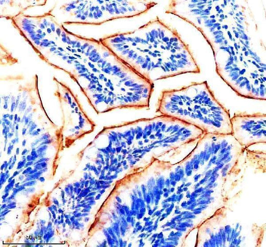 Anti-Zebrafish IGF1RA Antibody Boster Bio