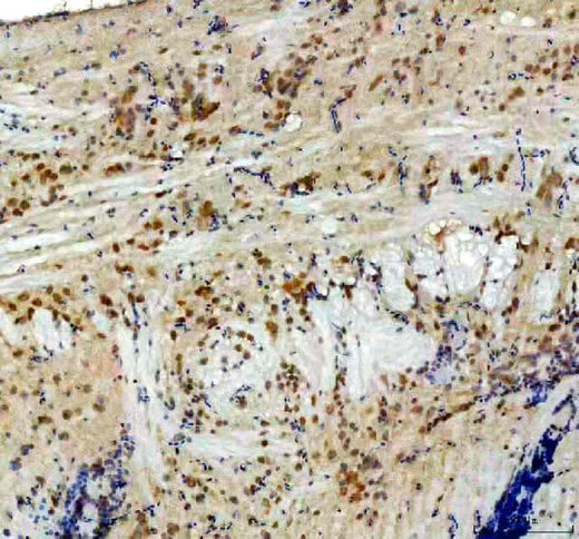 Anti-Zebrafish CYP11C1 Antibody Boster Bio