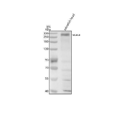 Anti-Zebrafish ACC1/ACACA Antibody Picoband® Boster Bio