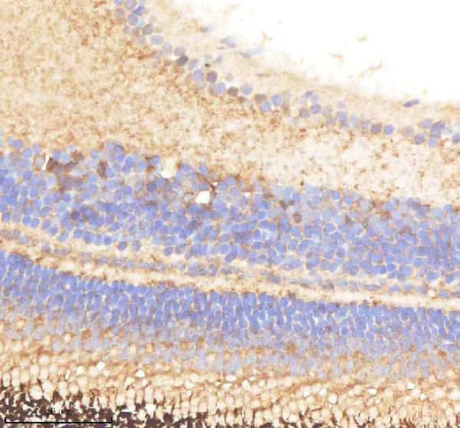 Anti-Zebrafish PABPC4 Antibody Boster Bio