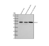 Anti-Zebrafish GLSa/b Antibody Picoband® Boster Bio