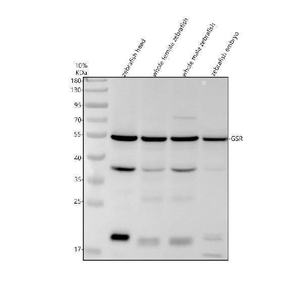 Anti-Zebrafish GSR Antibody Picoband® Boster Bio