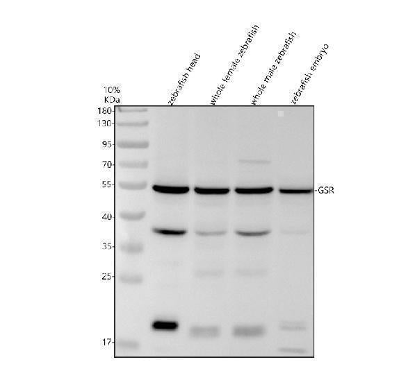 Anti-Zebrafish GSR Antibody Picoband® Boster Bio