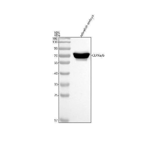 Anti-Zebrafish CLPXa/b Antibody Picoband® Boster Bio