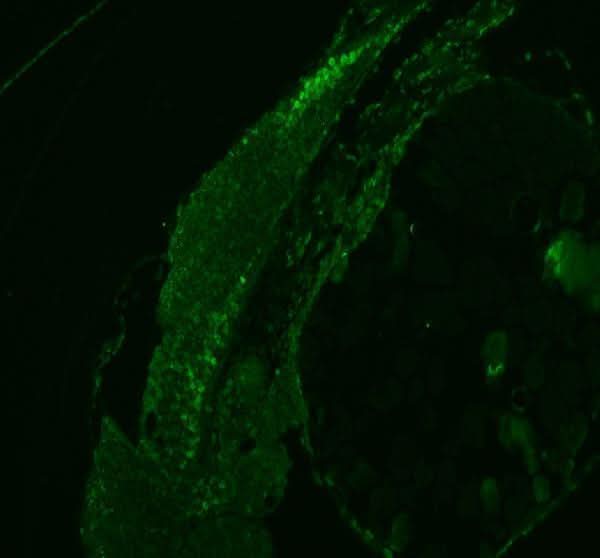Anti-Zebrafish HNRNPD Antibody Picoband® Boster Bio