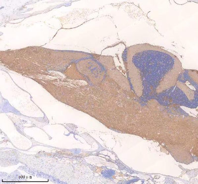 Anti-Zebrafish NFKB1 p105/NFKB1 Antibody Picoband® Boster Bio