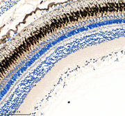 Boster AZA0AC58IHW0 validation image 2