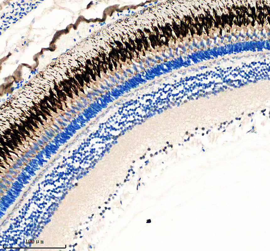Boster AZA0AC58IHW0 validation image 2