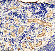 Boster AZA0AC58IHW0 validation image 3