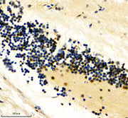Boster AZA0AC58IHW0 validation image 4