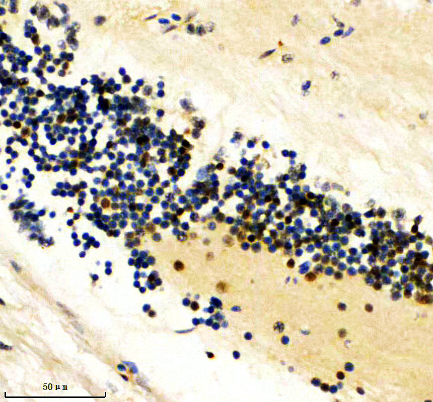 Boster AZA0AC58IHW0 validation image 4