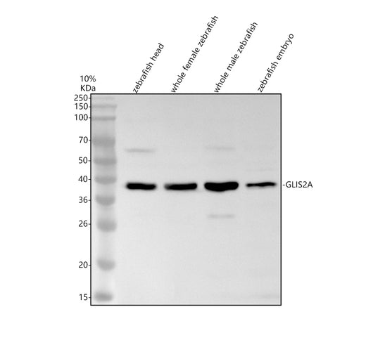 Boster AZA0AC58IHW0 validation image 1