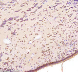 Anti-Zebrafish BAP1 Antibody Boster Bio