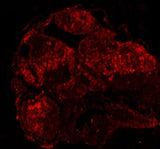 Anti-Zebrafish DGCR8 Antibody Boster Bio