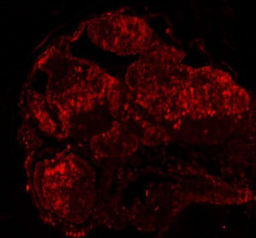 Anti-Zebrafish DGCR8 Antibody Boster Bio