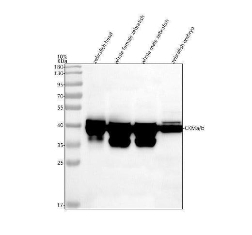Anti-Zebrafish CKMa/b Antibody Picoband® Boster Bio