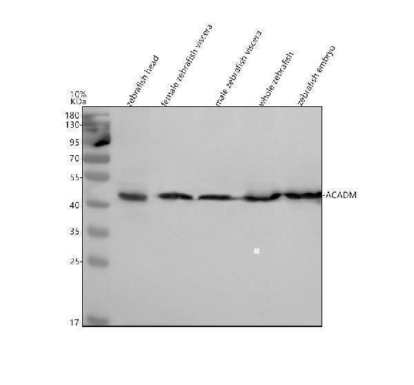 Anti-Zebrafish ACADM Antibody Picoband® Boster Bio