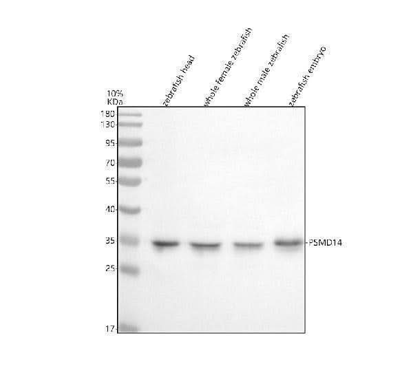 Anti-Zebrafish POH1/PSMD14 Antibody Picoband® Boster Bio