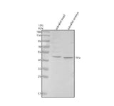 Anti-Zebrafish IHHA Antibody Picoband® Boster Bio