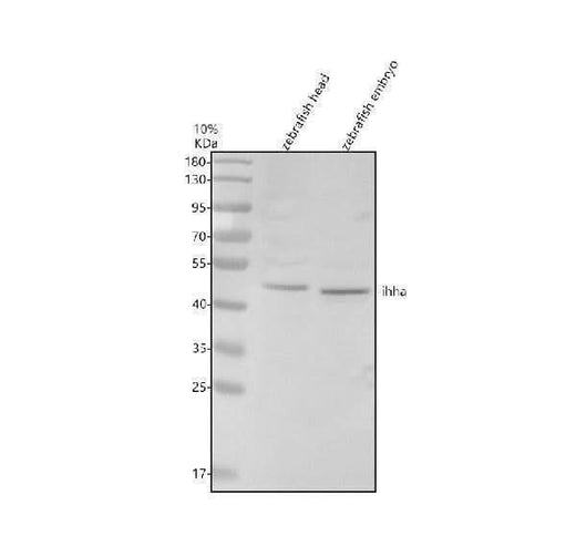 Anti-Zebrafish IHHA Antibody Picoband® Boster Bio