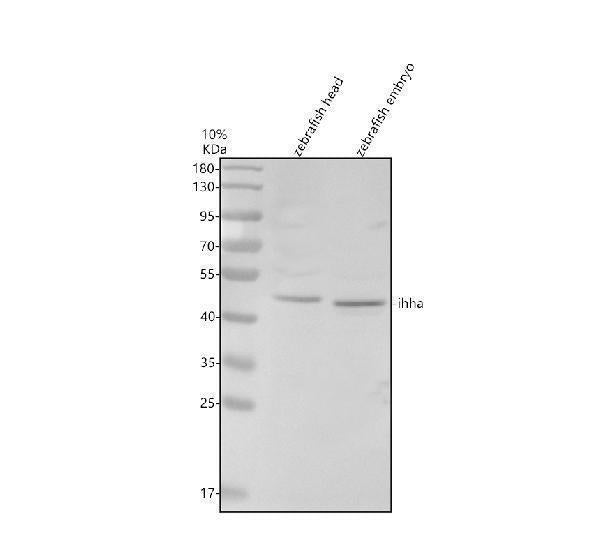 Anti-Zebrafish IHHA Antibody Picoband® Boster Bio