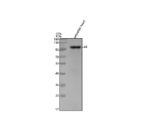 Anti-Zebrafish Androgen receptor/AR Antibody Picoband® Boster Bio