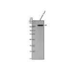 Anti-Zebrafish Androgen receptor/AR Antibody Picoband® Boster Bio