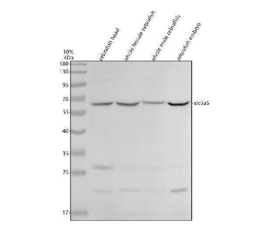 Anti-Zebrafish SLC5A5 Antibody Picoband® Boster Bio
