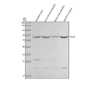 Anti-Zebrafish SLC5A5 Antibody Picoband® Boster Bio