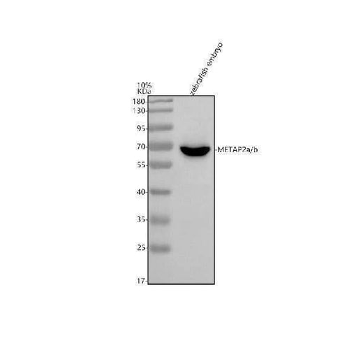 Anti-Zebrafish METAP2a/b Antibody Picoband® Boster Bio